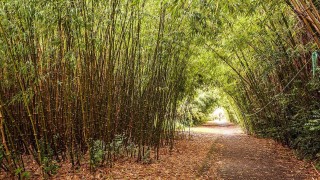 Glengarriff Bamboo Park