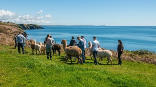 Photo of Seaside Alpacas