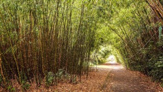 Photo of Glengarriff Bamboo Park