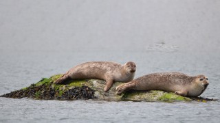 Seals resting on a rock in Adrigole harbour