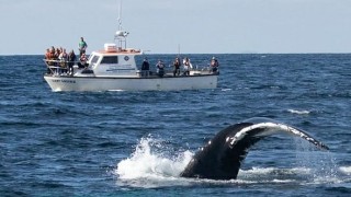 Photo of Atlantic Whale & Wildlife Tours