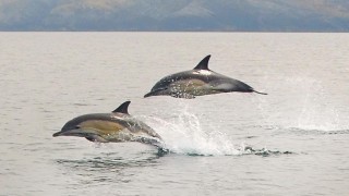 Bantry Bay Charters