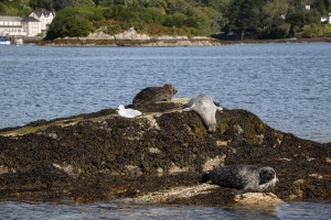 Seals on the rocks in Bantry bay